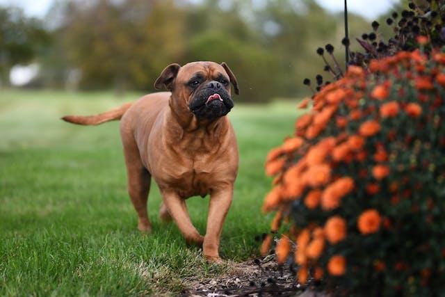 بول ماستیف (Bullmastiff)
